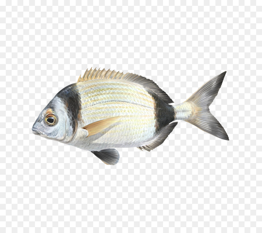 Balık，Fauna PNG