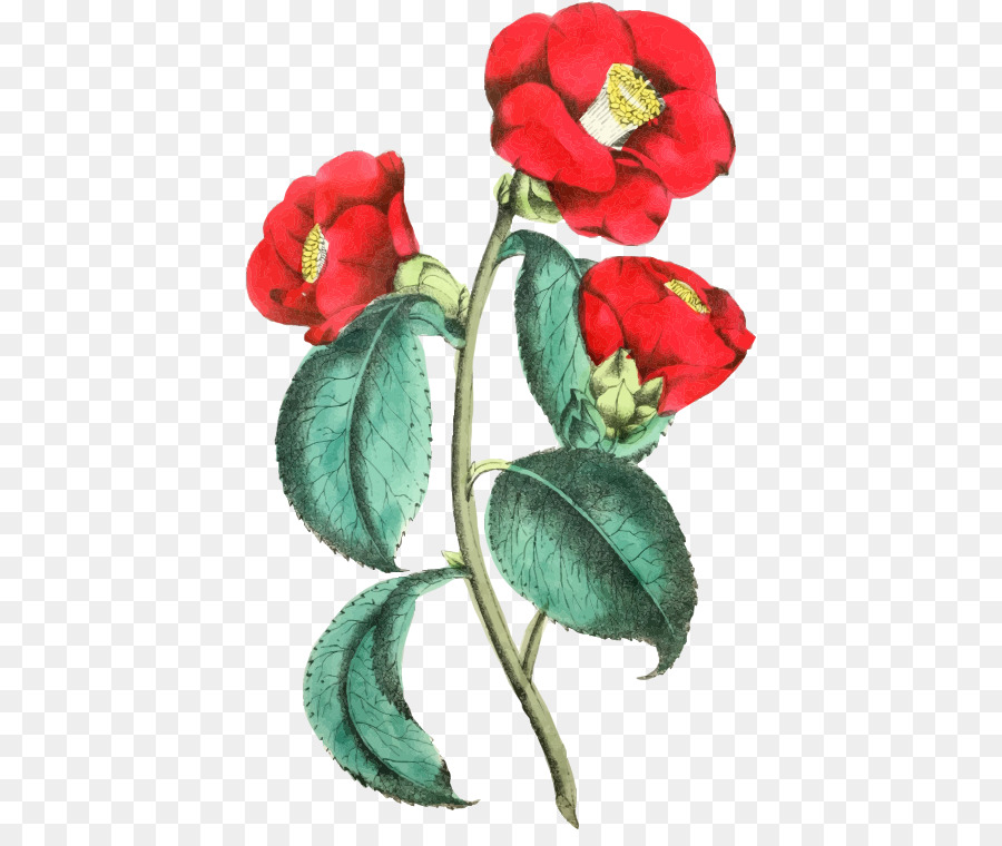 çiçek，Plaj Rose PNG