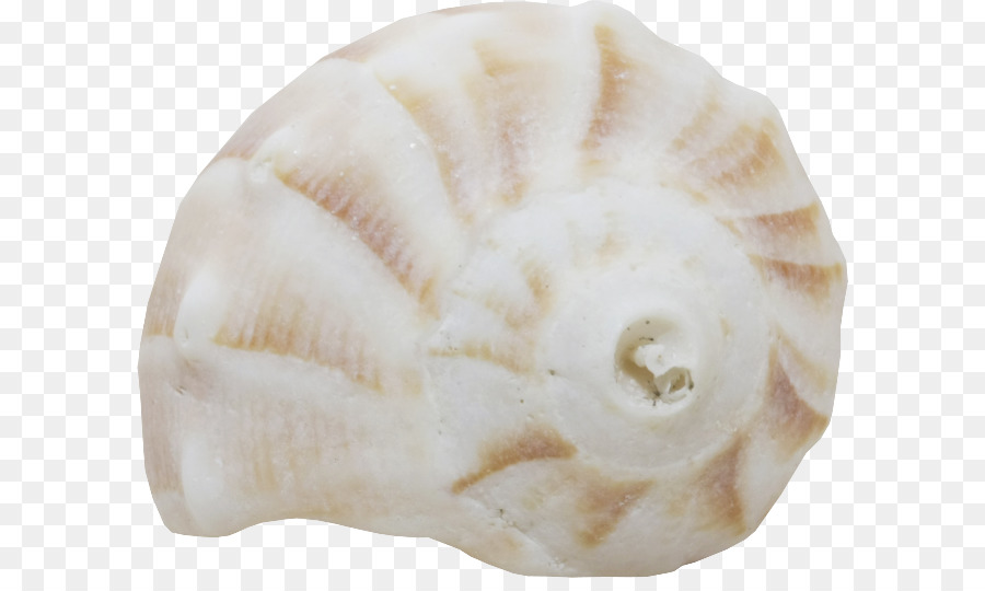 Deniz Kabuğu，Conchology PNG