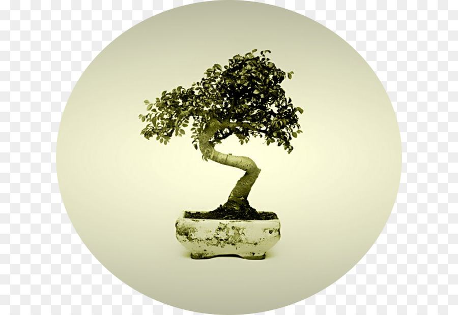 Bonsai，Ağaç PNG