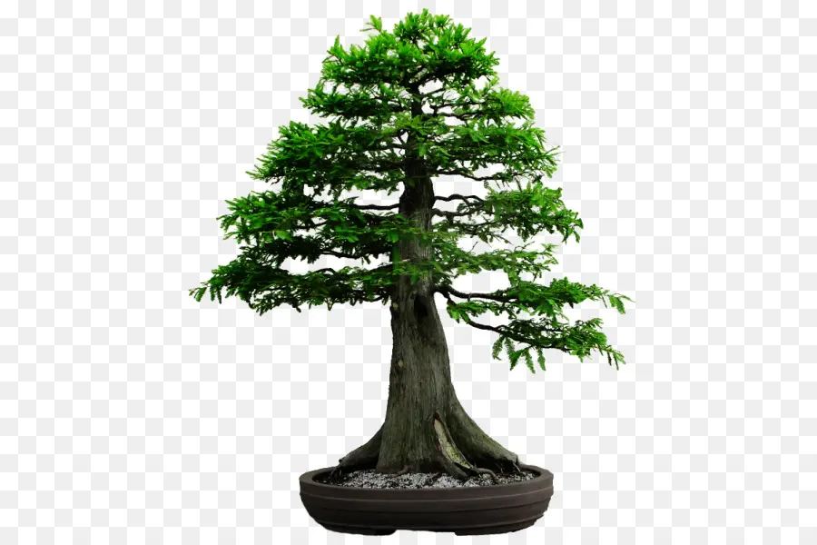 Bonsai Ağacı，Minyatür Ağaç PNG