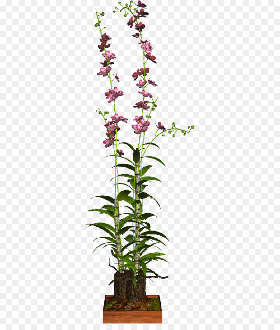 Dendrobium，Bitkinin PNG