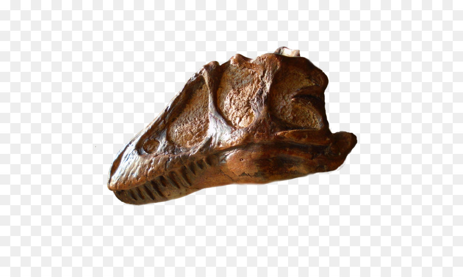 Tarih öncesi，Tyrannosaurus PNG