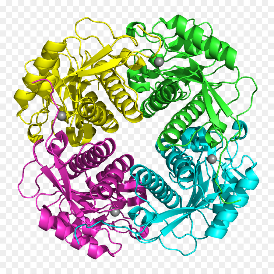 Protein Yapısı，Molekül PNG