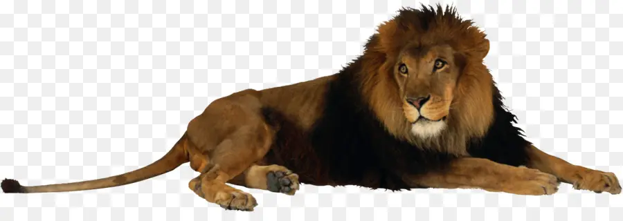 Aslan，Yele PNG