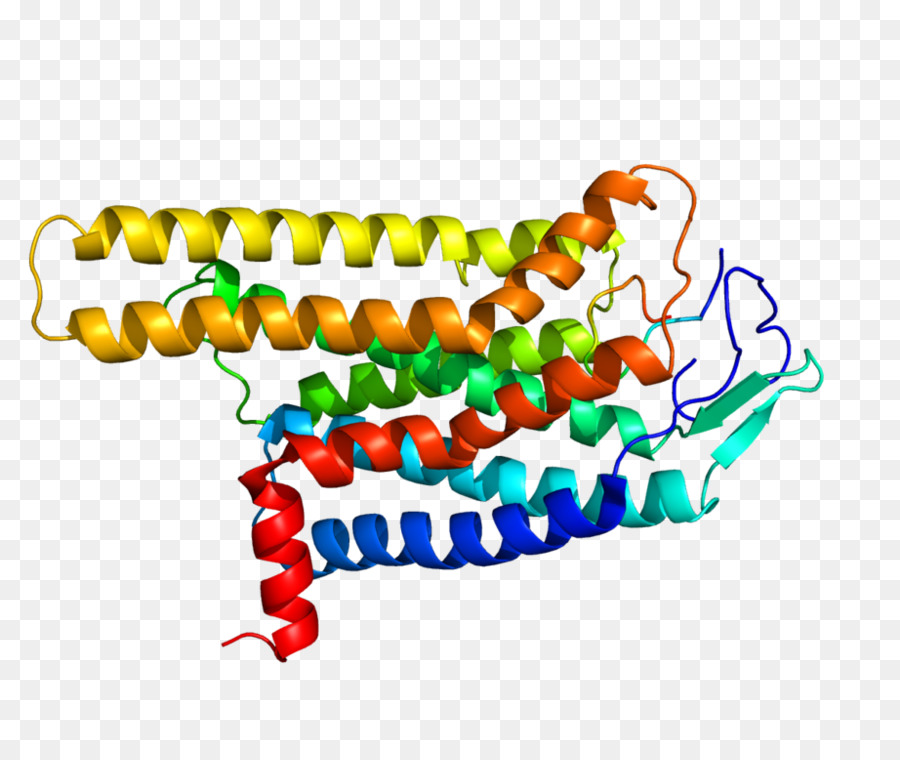 Melanocortin 4 Reseptör，Reseptör PNG