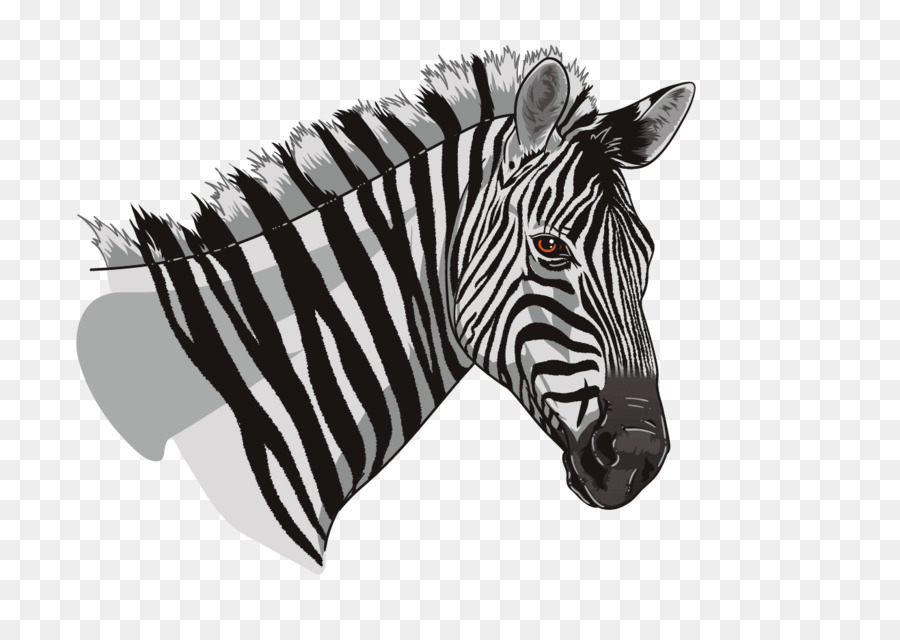 Renkli Zebra，Çizgili PNG