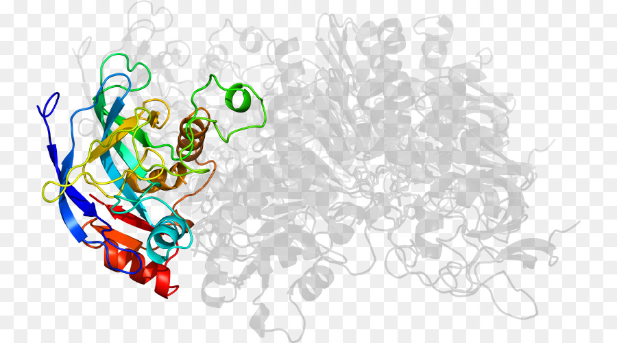 Protein Yapısı，Molekül PNG