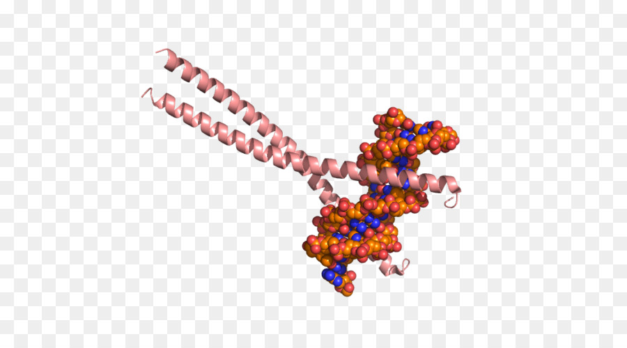 Cebpb，Ccaatenhancerbinding Proteinler PNG