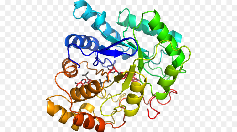 Protein Yapısı，Molekül PNG