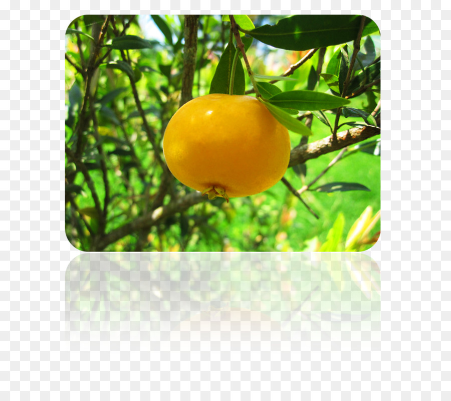 Limon，Clementine M PNG