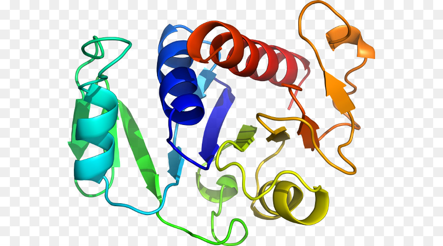 Protein Yapısı，Molekül PNG