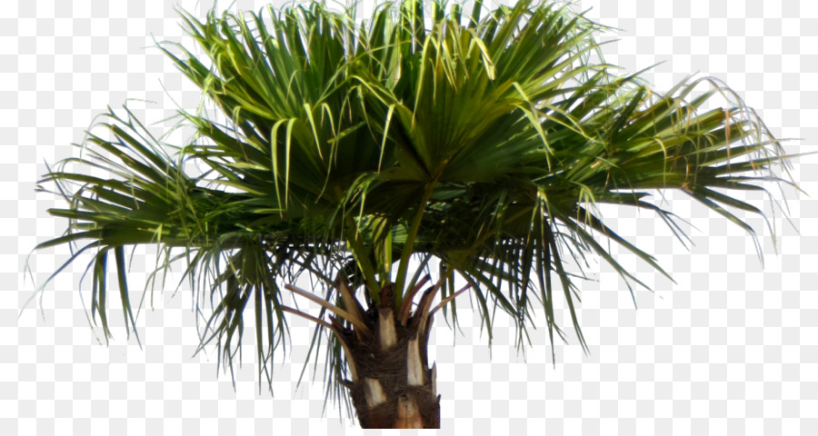 Asya Palmyra Palm，Tarihler Chinensis PNG