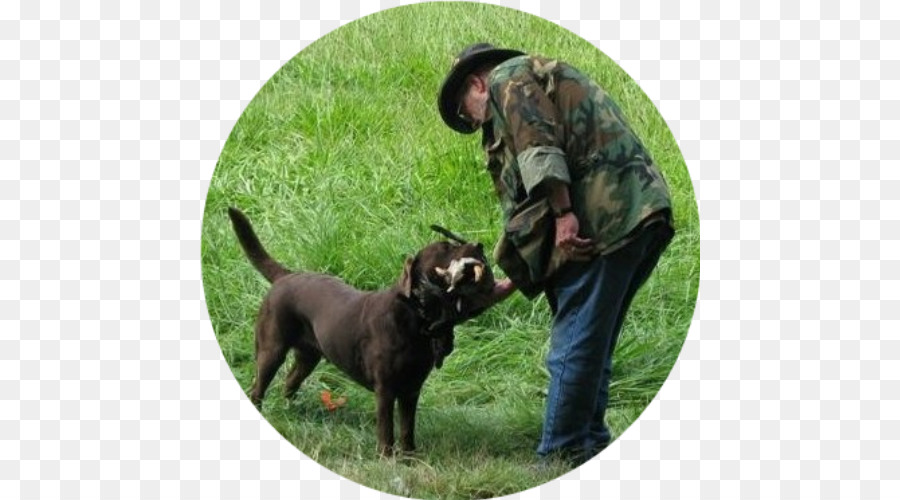 Labrador Retriever，Av Köpeği PNG
