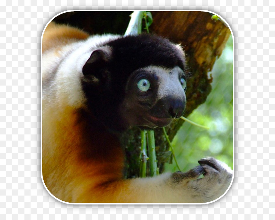 Lemurlar，Coquerel Oldu Sifaka PNG
