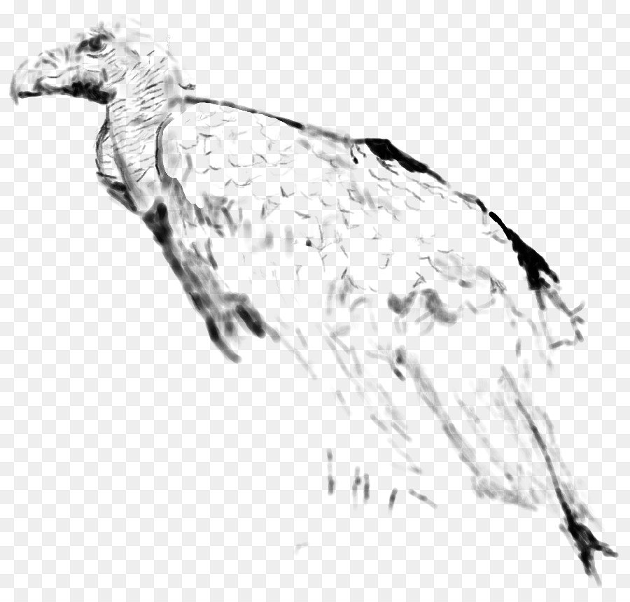Kuş，Akbaba PNG