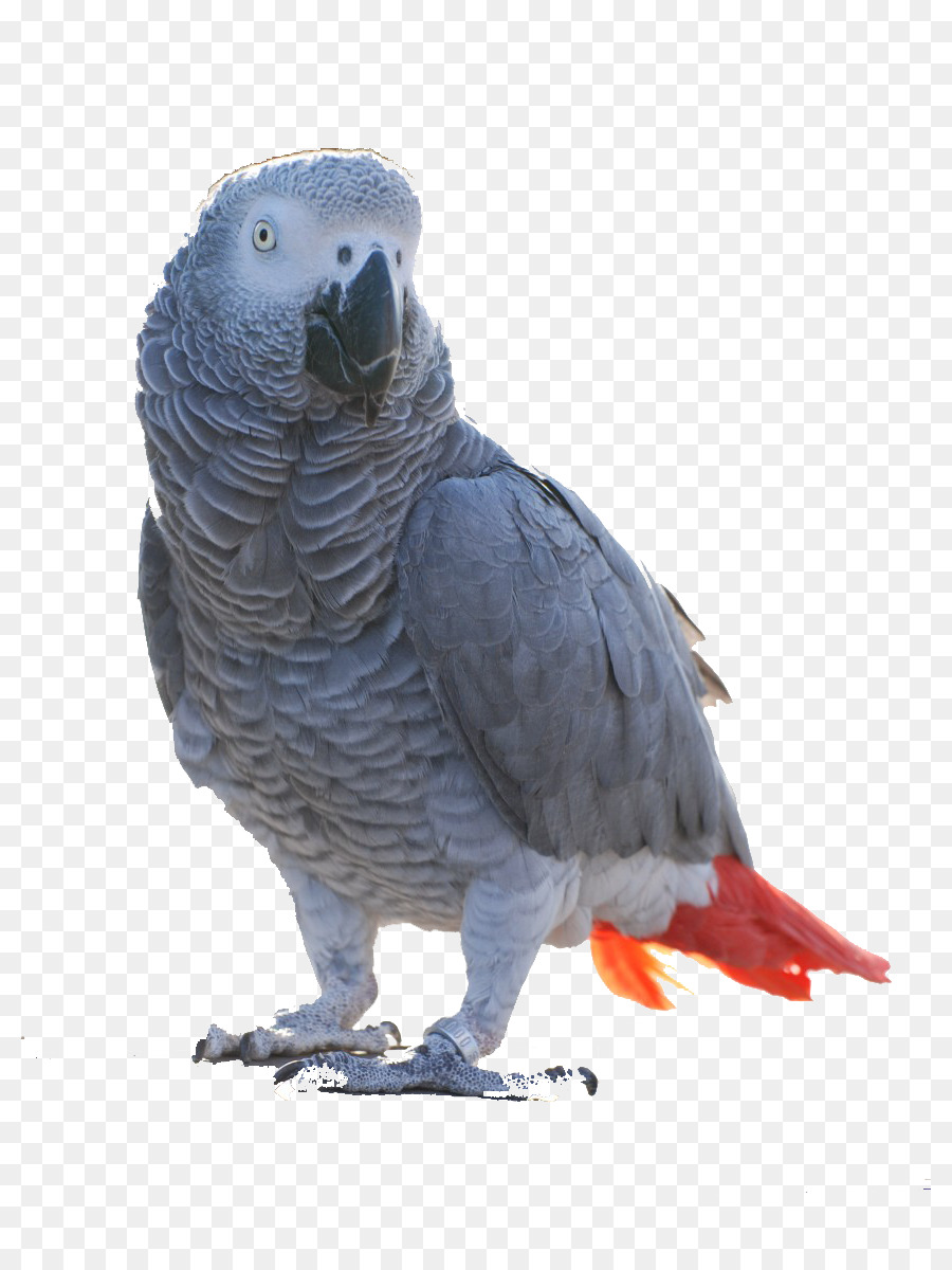 Kuş，Gri Papağan PNG