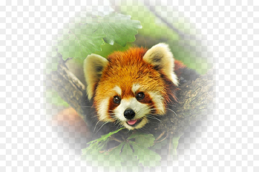 Kırmızı Panda，Dev Panda PNG