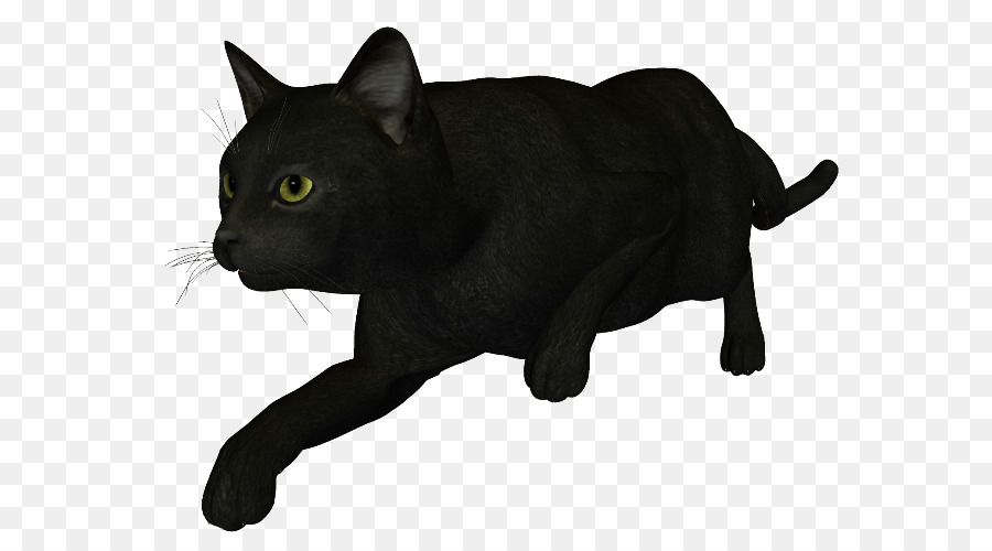 Siyah Kedi，Bombay Kedi PNG