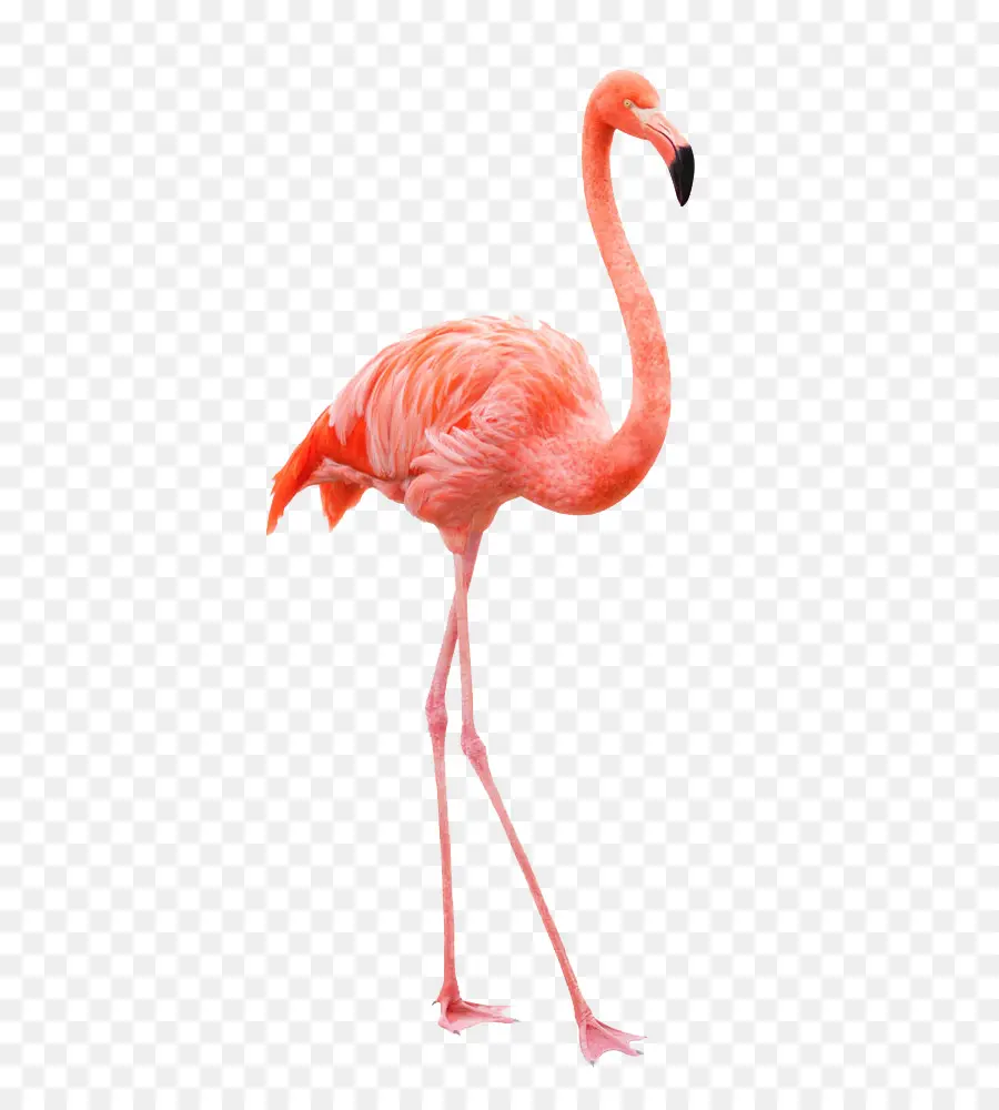 Geometrik Flamingo，Pembe PNG