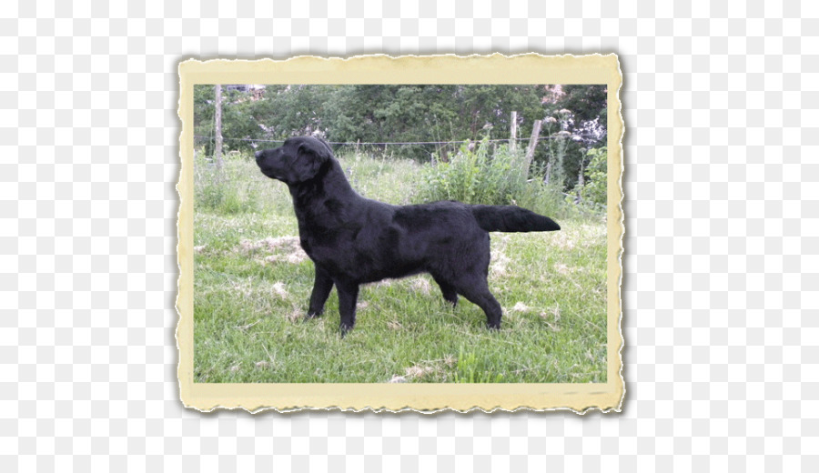 Yassı Kaplı Retriever，Labrador Retriever PNG