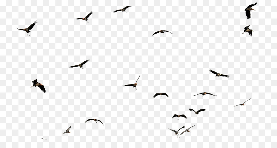 Kuş，Papağan PNG