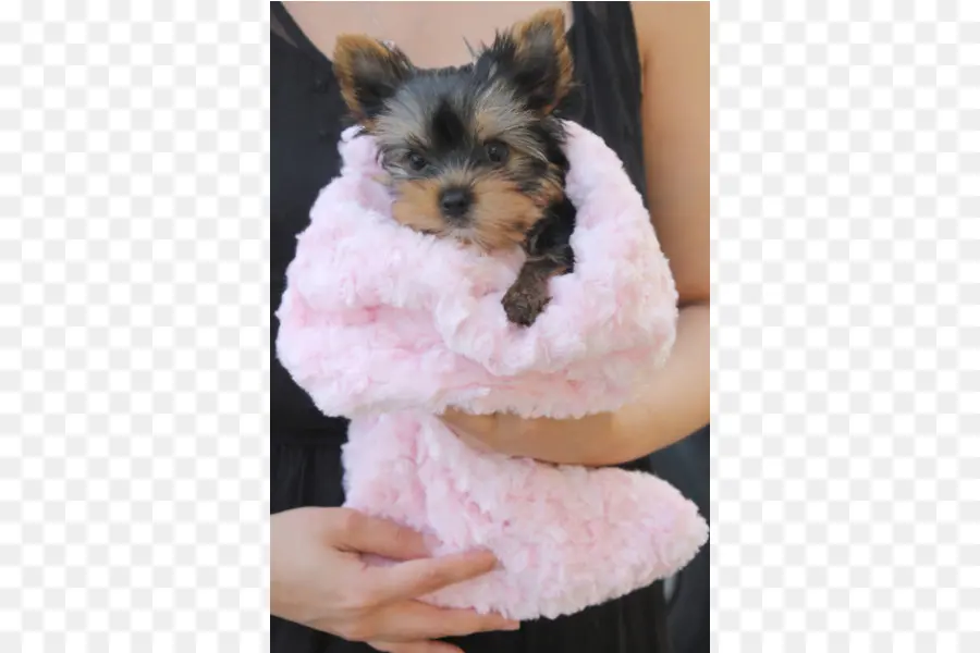 Yorkshire Terrier，Morkie PNG