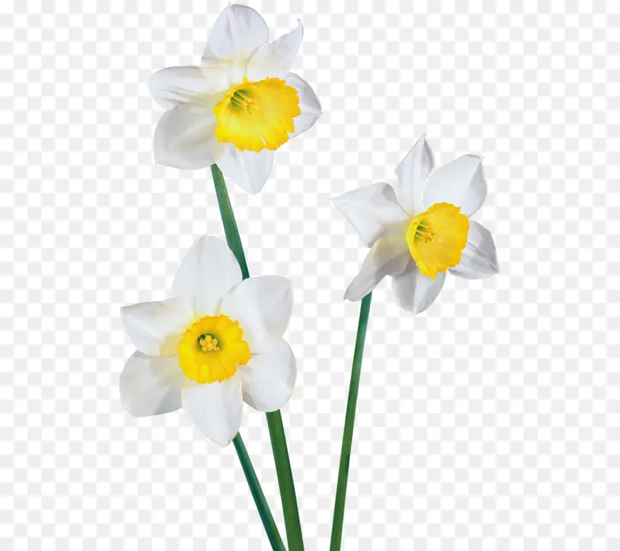 Nergis，çiçek PNG
