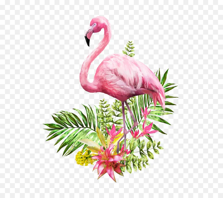Flamingo，Suluboya Resim PNG