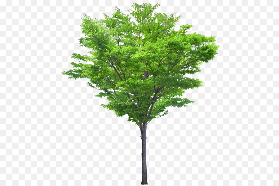 Ağaç，Güney Manolya PNG