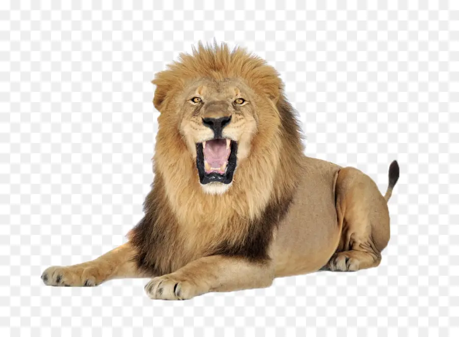 Aslan，Kedigilleri PNG