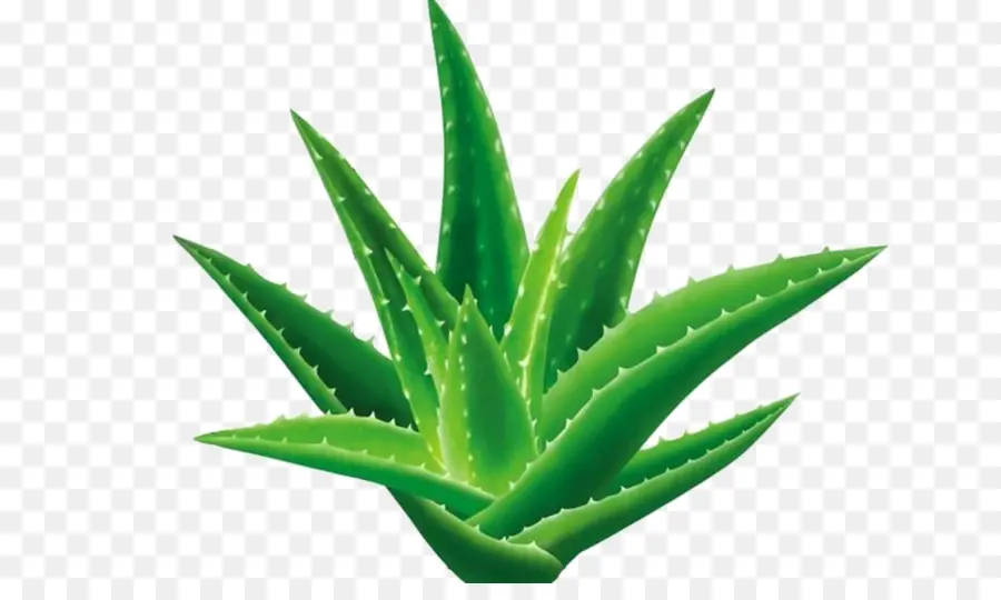 Aloe Vera，Yeşil PNG