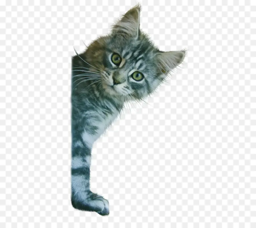 Kedi，Yavru Kedi PNG