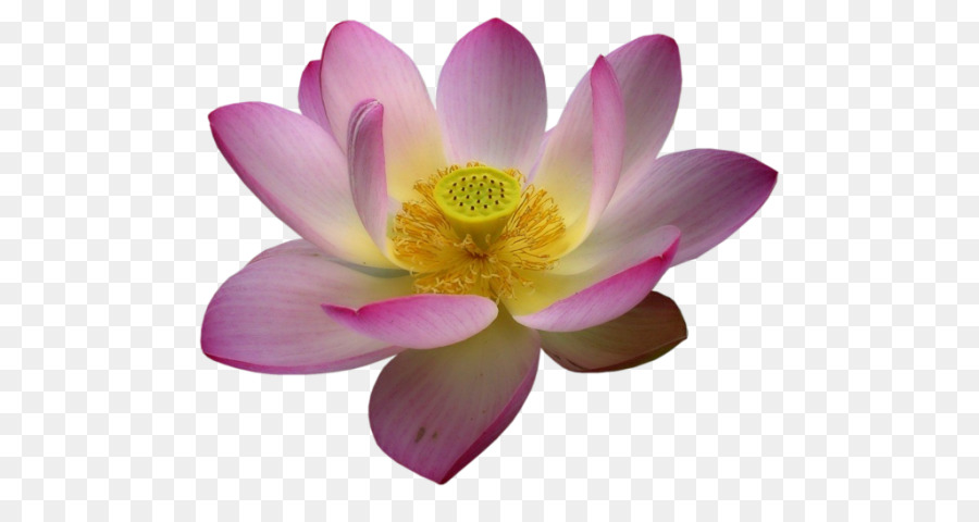 Pembe Lotus，Çiçek Açmak PNG