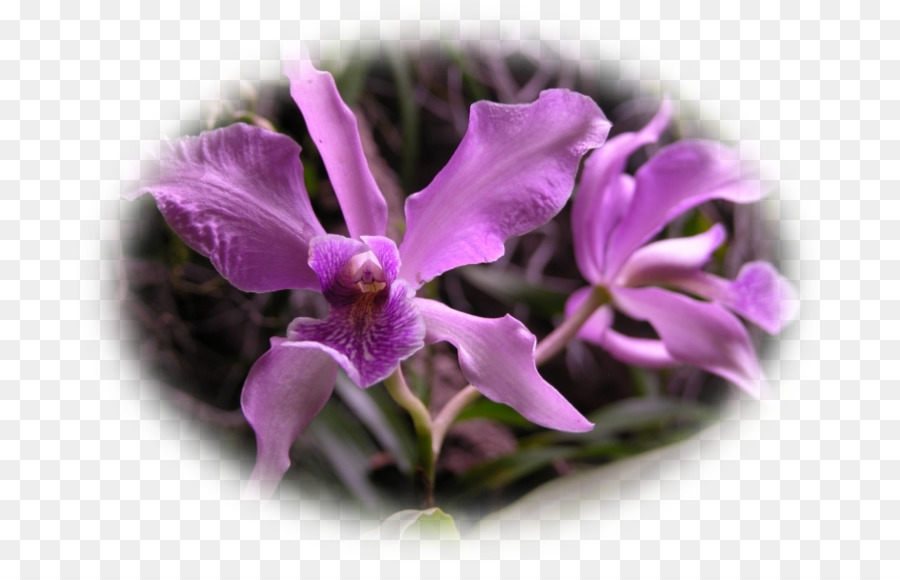 Phalaenopsis In，Cattleya Orkideleri PNG