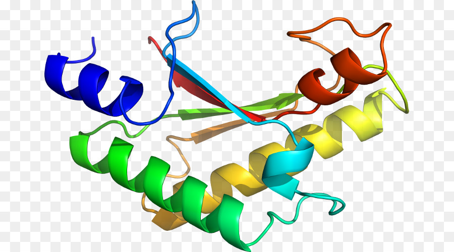 Protein Yapısı，Molekül PNG