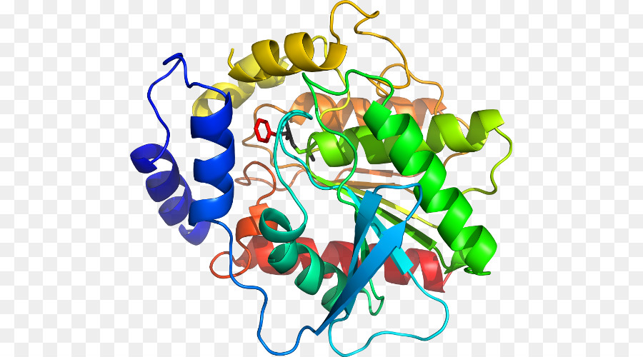 Protein Yapısı，Molekül PNG