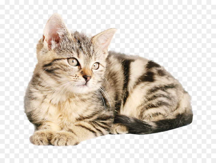 Küçük Sevimli Kedi Yavrusu，Kedi PNG