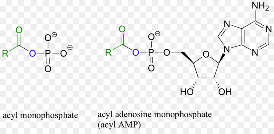 Amid，Peptid Bağı PNG