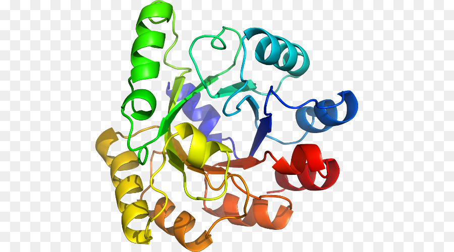 Protein，Molekül PNG