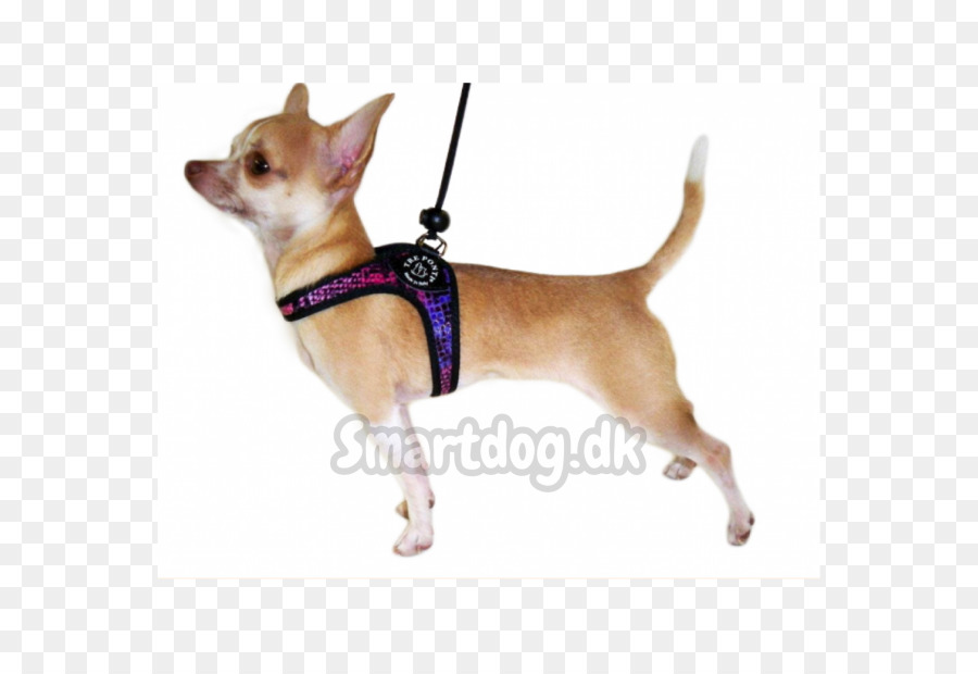 Chihuahua，Köpek Yavrusu PNG