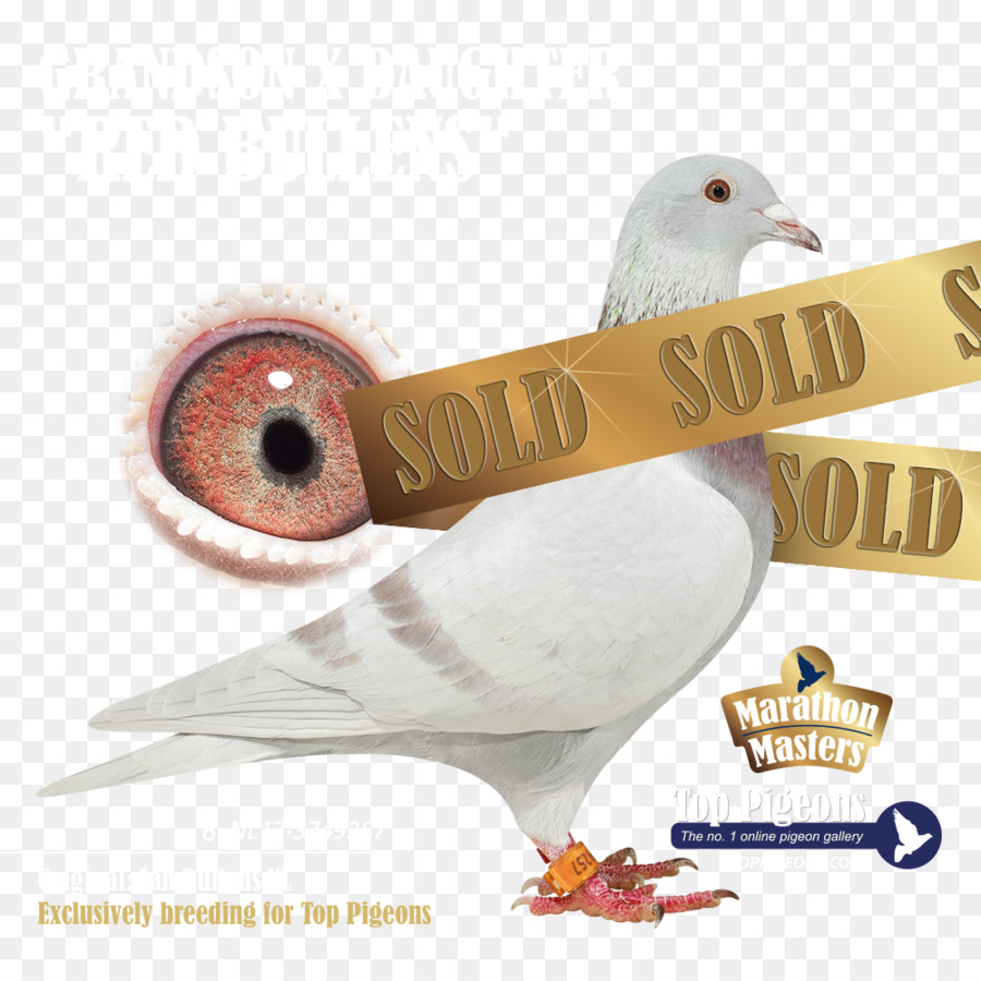 Columbidae，Pigeon Forge Konumlar PNG