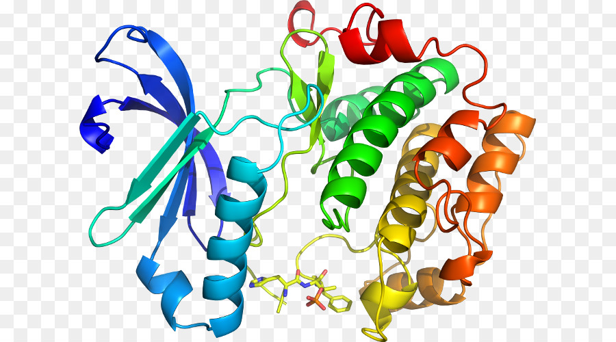 Protein Yapısı，Molekül PNG