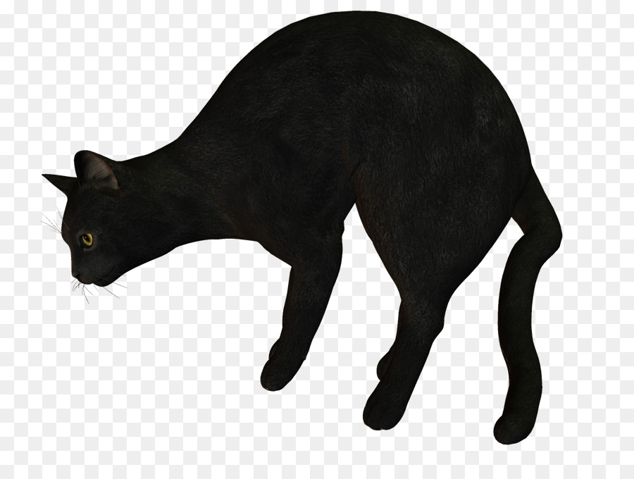 Kara Kedi，Hayvan PNG