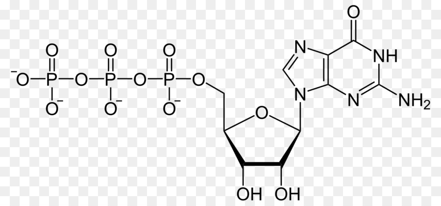 Guanozin Trifosfat，Guanozin Monophosphate PNG