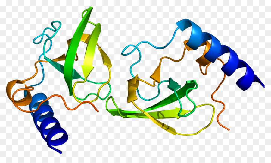 Protein Yapısı，Molekül PNG