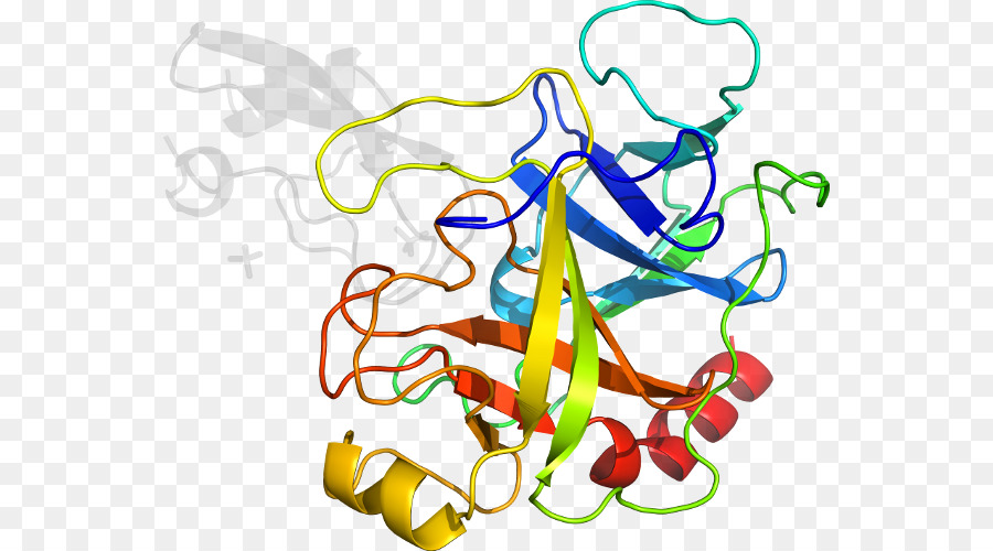 Protein Yapısı，Biyoloji PNG