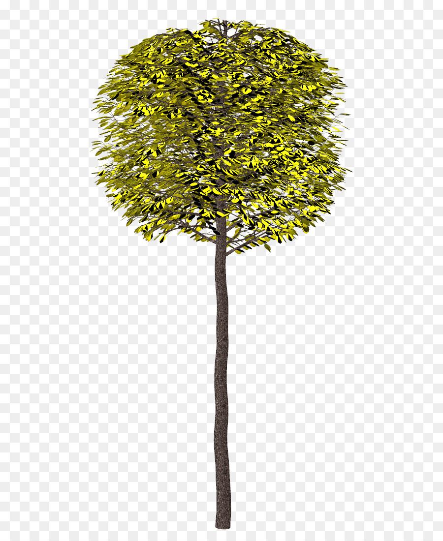 Ağaç，2404 Numarası PNG
