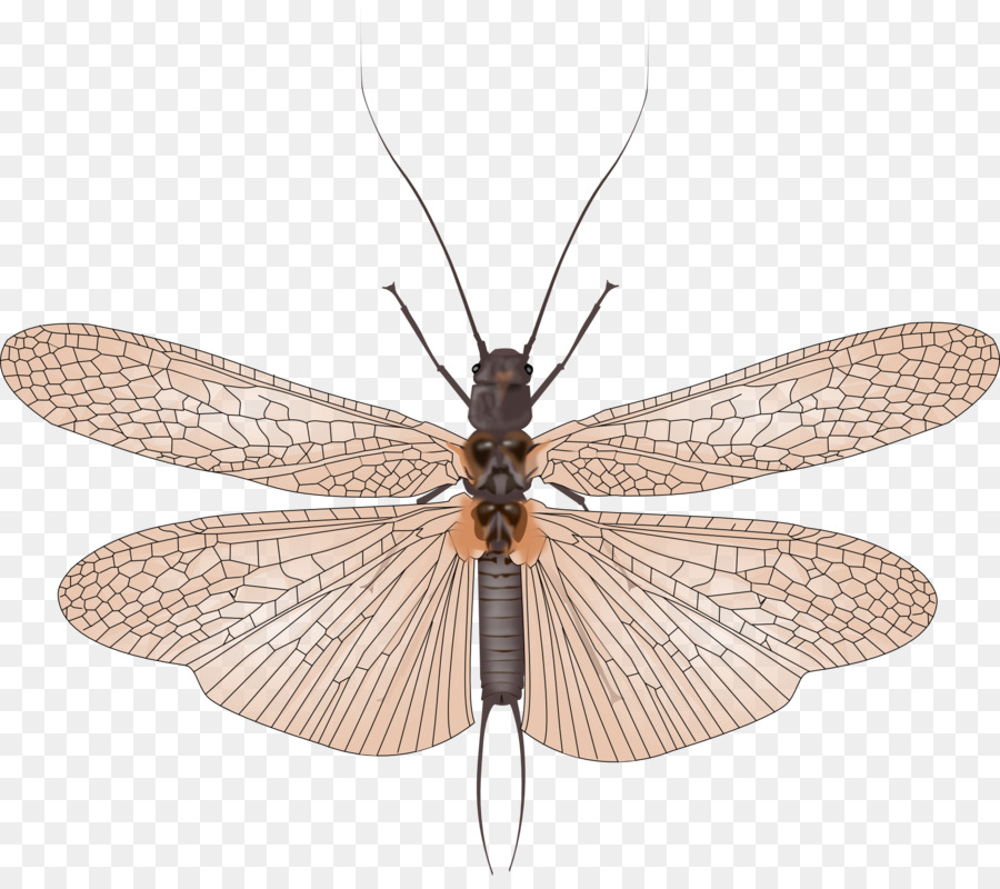 Böcek，Netwinged Böcekler PNG
