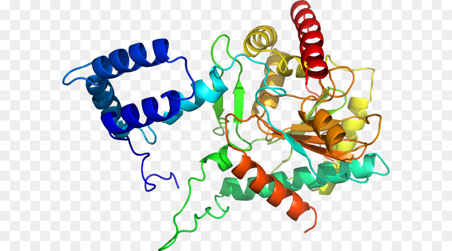 Protein Yapısı，Molekül PNG